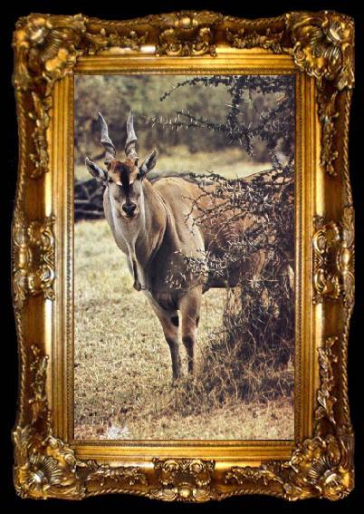 framed  unknow artist Eland able defiance its size do without water but akacians shade am failing one livsvillkor old, ta009-2